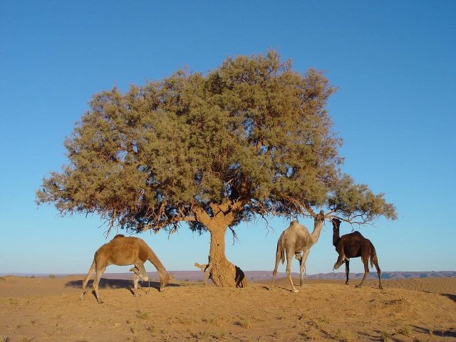 A group of camels gathered near a solitary desert tree in the sandy Saharan landscape of Mhamid el Ghizlane, Morocco, with golden dunes and arid terrain stretching into the distance..