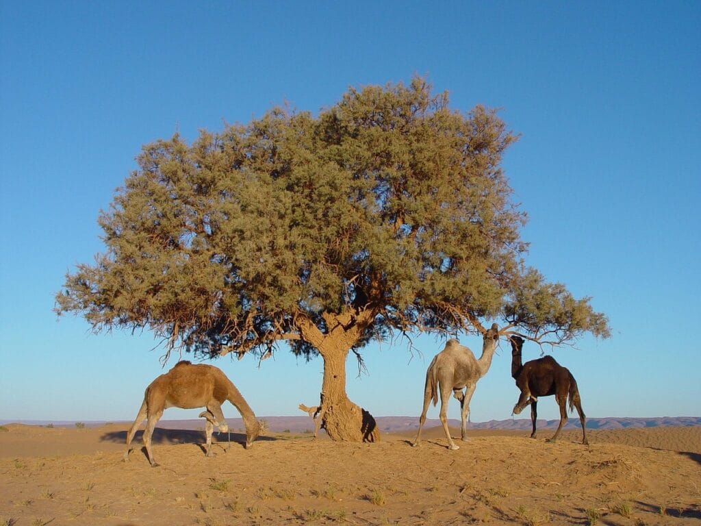 A group of camels gathered near a solitary desert tree in the sandy Saharan landscape of Mhamid el Ghizlane, Morocco, with golden dunes and arid terrain stretching into the distance..