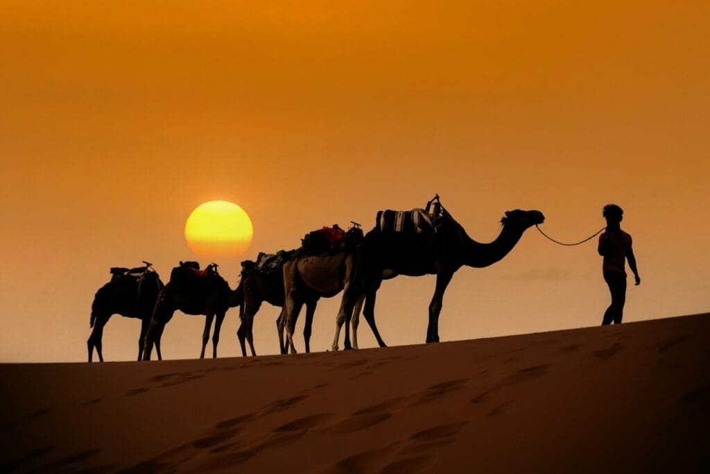 Silhouette of camels walking across the Sahara Desert dunes at sunset, capturing a classic Morocco desert tour experience.