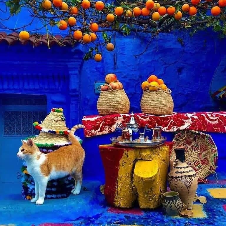 Colorful street scene in Chefchaouen with vivid blue walls, traditional Moroccan decor, hanging oranges, and a cat in the foreground.