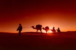 Camel caravan crossing golden sand dunes at sunset in the Moroccan desert.