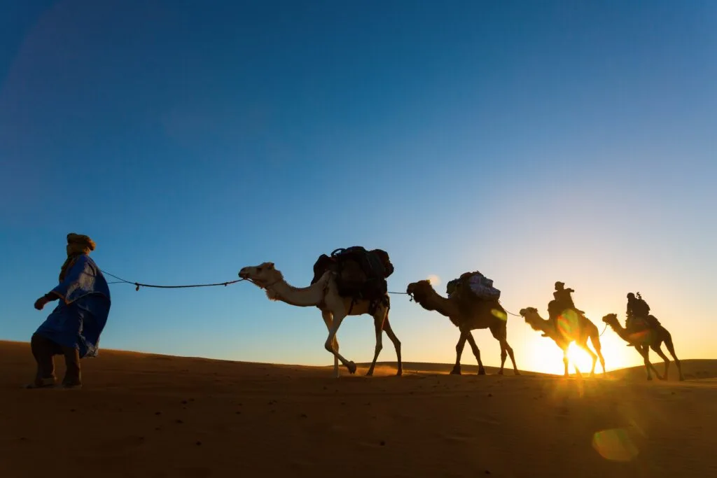 Camel caravan crossing the Sahara Desert dunes at sunset during a Morocco desert tour.