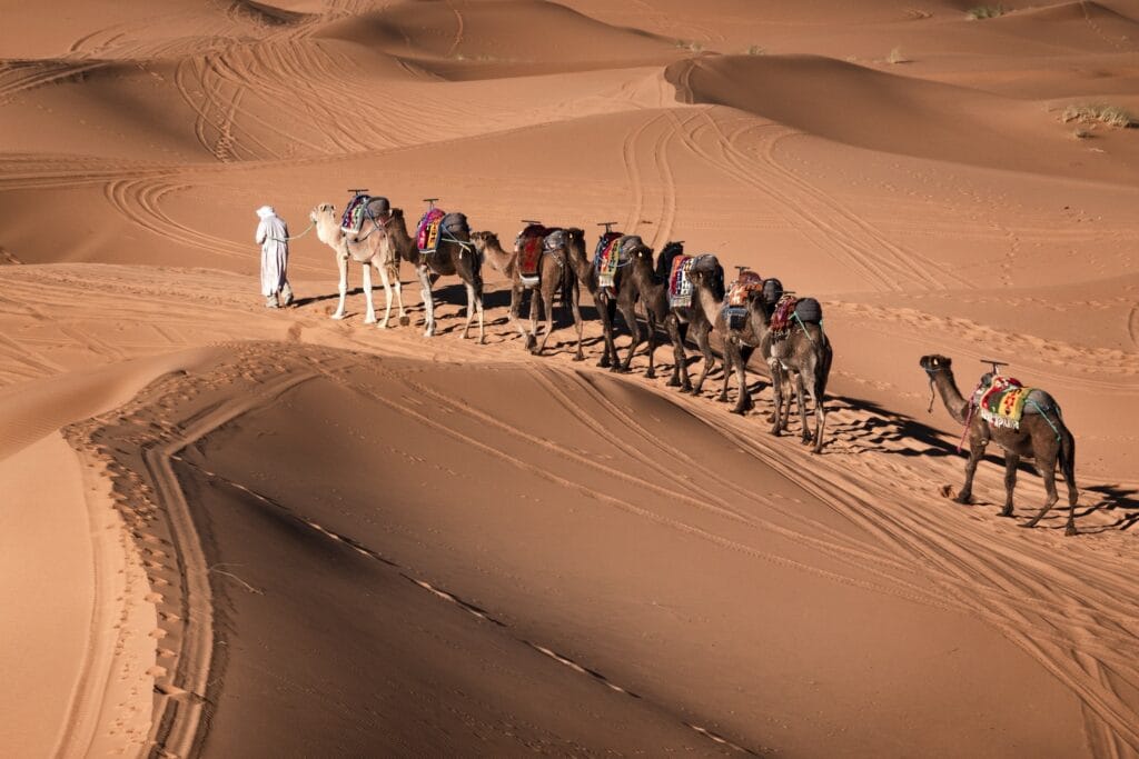 Camel caravan crossing golden Sahara Desert dunes in Morocco during a private desert tour.