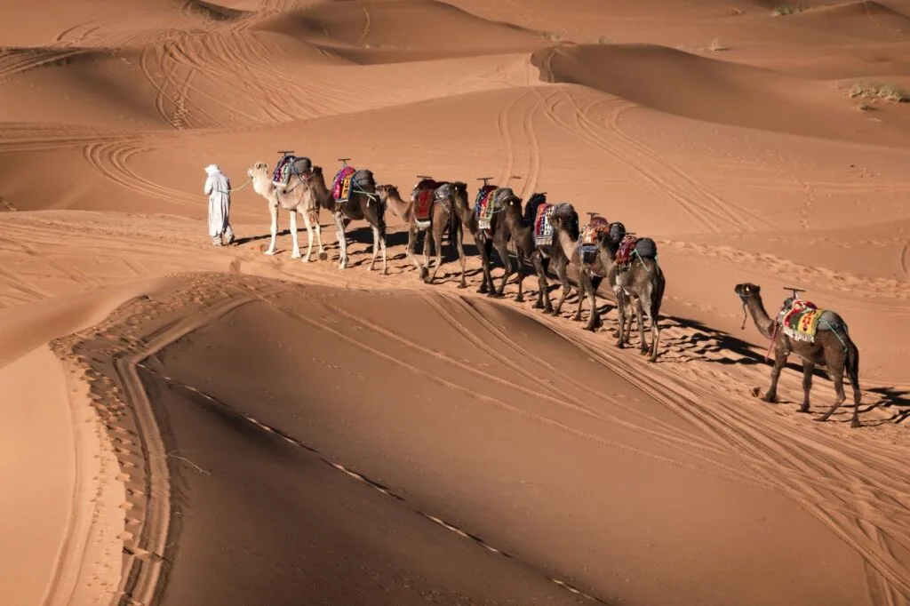 Camel caravan crossing the golden Erg Chebbi dunes during a desert trek in Merzouga, Morocco