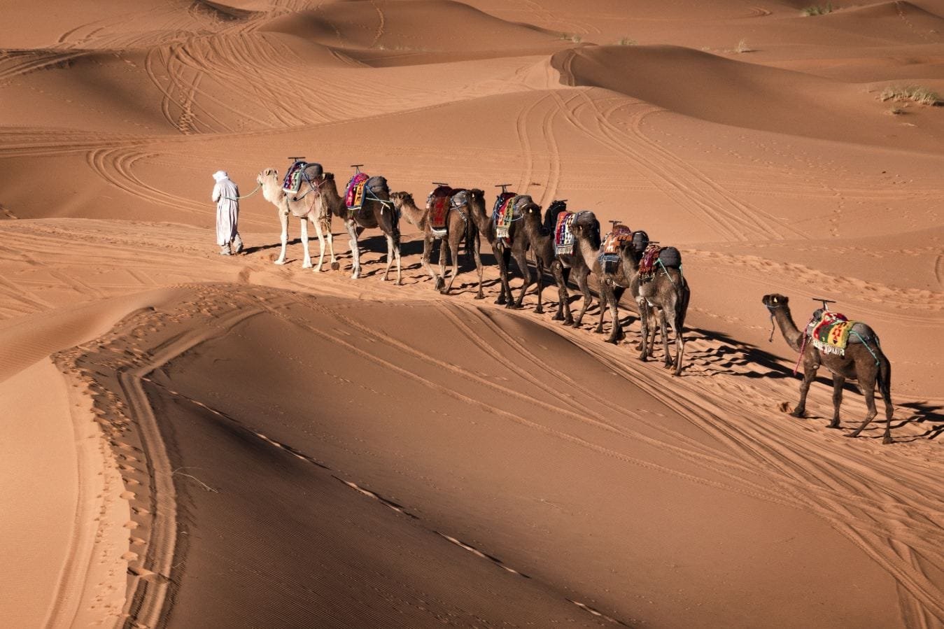 Camel caravan crossing the golden Erg Chebbi dunes during a desert trek in Merzouga, Morocco