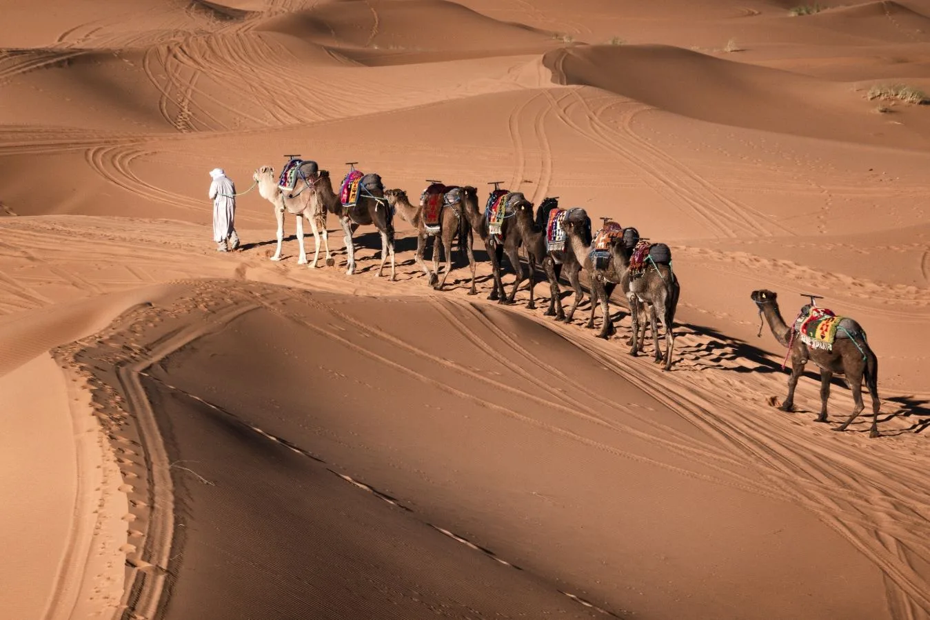 Camel caravan crossing the golden Erg Chebbi dunes during a desert trek in Merzouga, Morocco