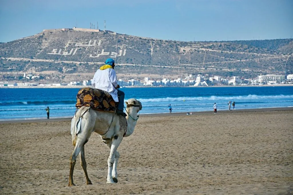 Camel ride on Agadir beach with the Atlantic Ocean and mountains in the background