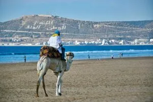 Camel ride on Agadir beach with the Atlantic Ocean and mountains in the background