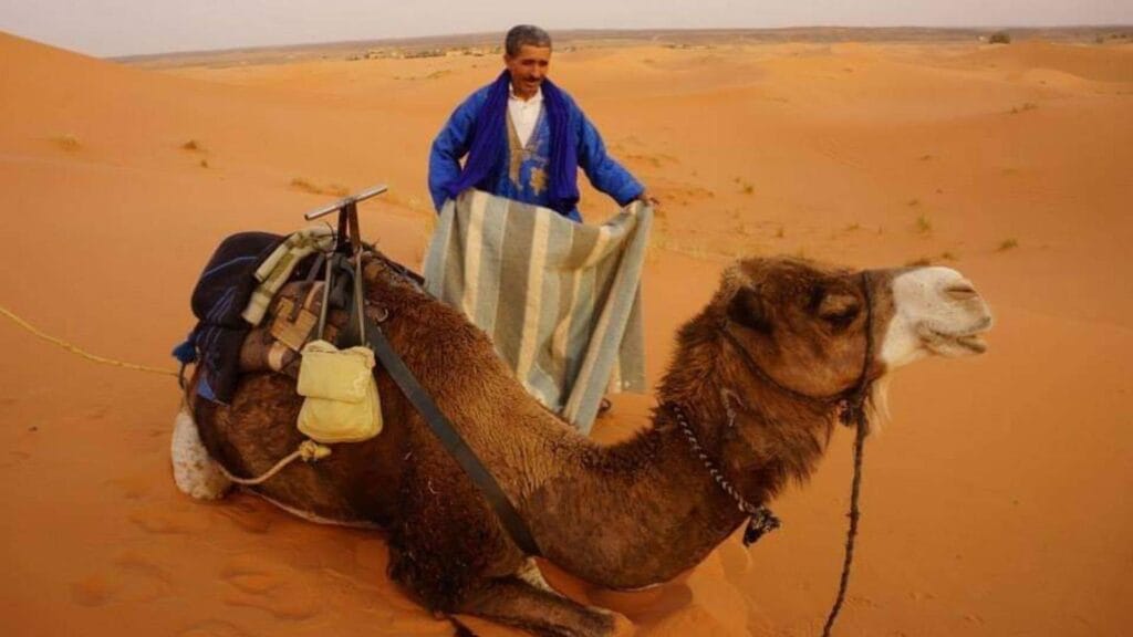 Local camel guide with camels in the golden sand dunes of Merzouga, Morocco