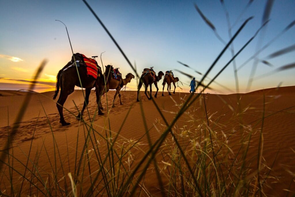 Tourists riding camels in a single-file caravan across the golden sand dunes of the Sahara Desert in Morocco, guided by a local handler under a clear blue sky.