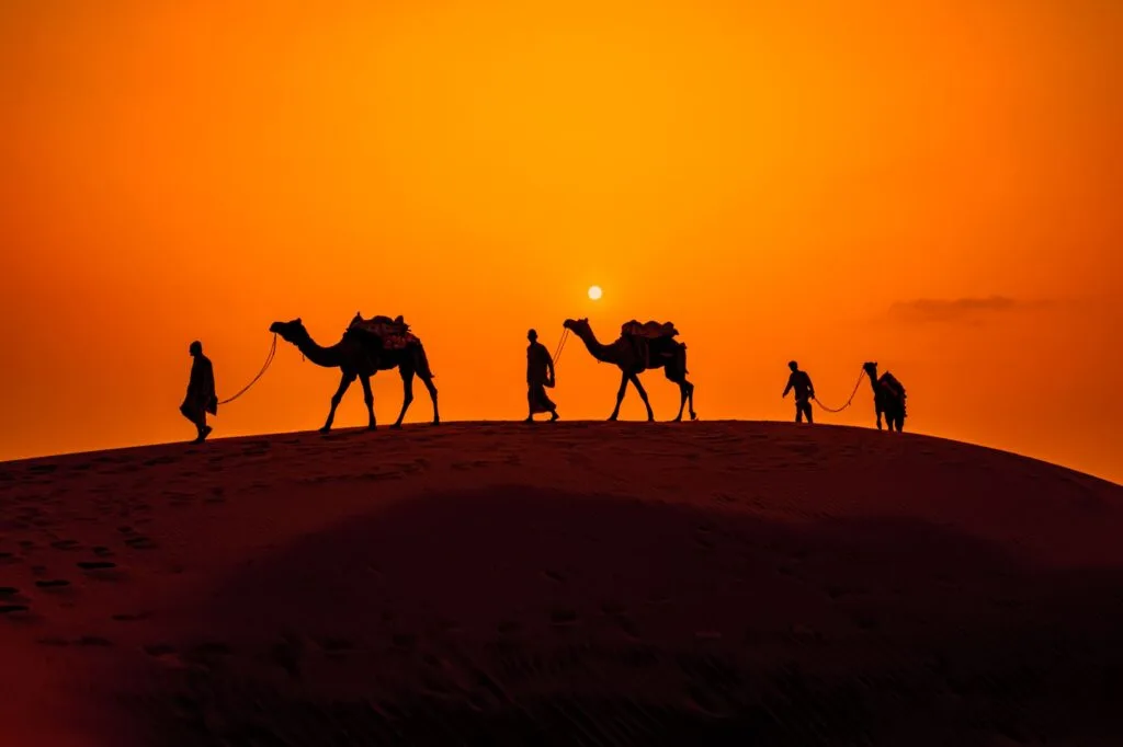 Camel caravan crossing Sahara Desert dunes at sunset in Morocco