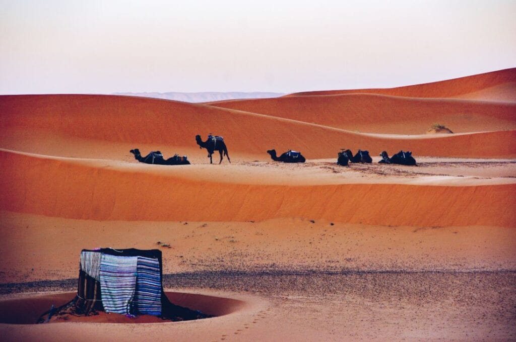 A group of camels resting on the sandy ground at a traditional desert base camp in M'Hamid el Ghizlane, Morocco, with nomadic tents and the vast open dunes of Erg Chegaga stretching into the horizon under a wide, sun-bleached sky.