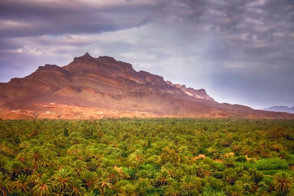 Panoramic view of Draa Valley palm groves with desert mountains in southern Morocco.