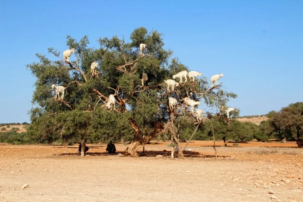 Goats climbing an argan tree in southern Morocco, a traditional countryside scene near Agadir and Essaouira